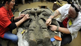 ​EE.UU.: Arqueólogos hallan calavera de mamut en Oklahoma