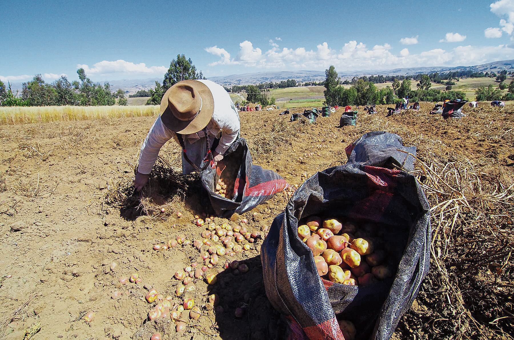 Se redujo producción agrícola en Arequipa (Foto: Difusión)
