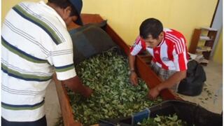 Policías decomisan 570 kilos de coca ilegal en Aucayacu