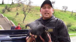 Serenos de El Tambo rescatan a perritos abandonados 