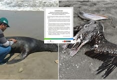 MINAM activa vigilancia por muerte inusual de lobos marinos en reservas naturales de la región Ica