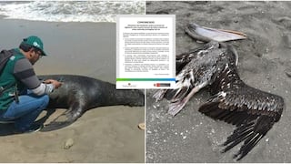 MINAM activa vigilancia por muerte inusual de lobos marinos en reservas naturales de la región Ica