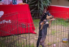 Más de 100 perros y gatos esperan ser adoptados en jornada nacional este 4 y 5 de julio