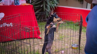 Más de 100 perros y gatos esperan ser adoptados en jornada nacional este 4 y 5 de julio