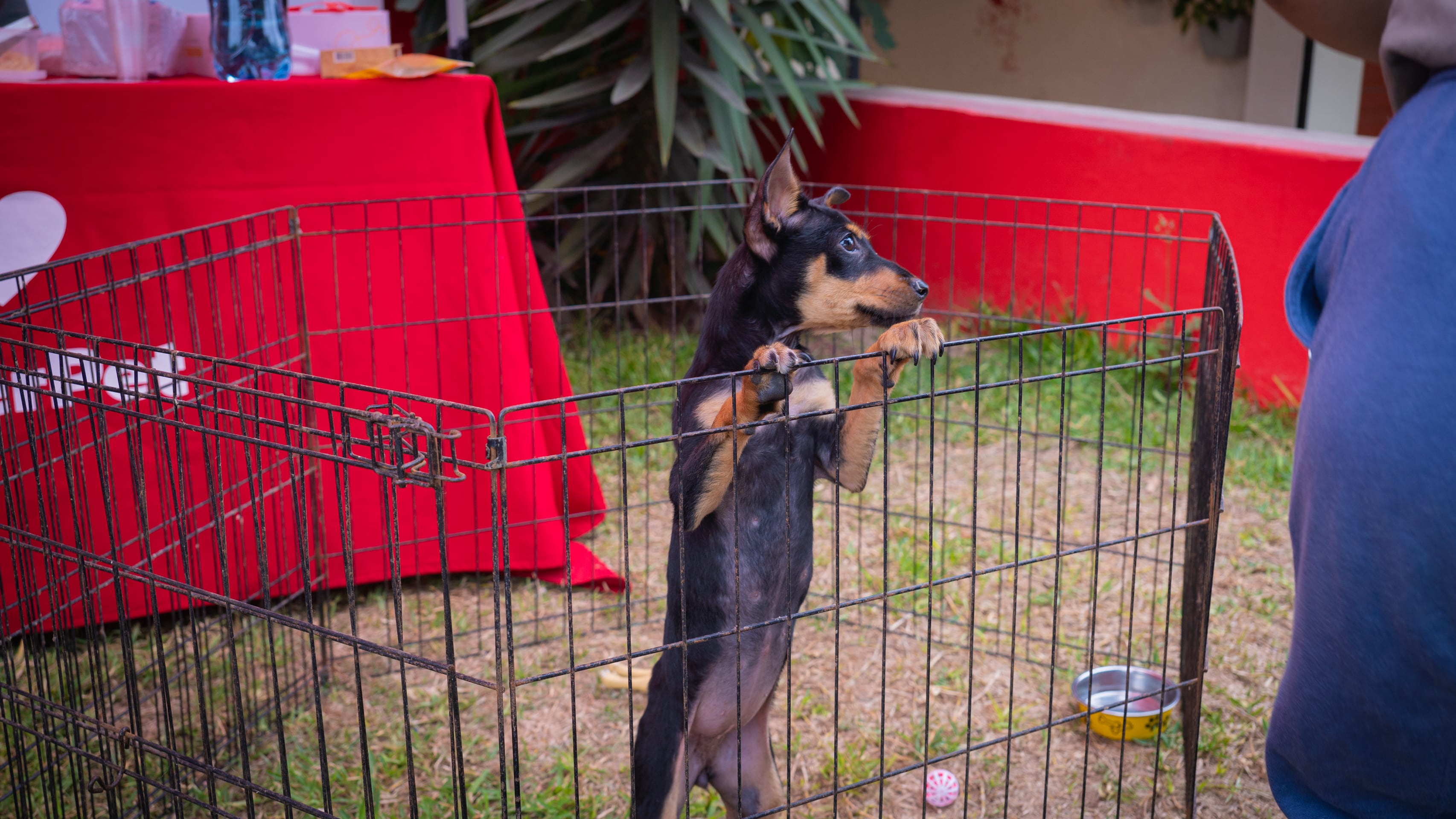 La quinta edición de la campaña se realizará el 4 y 5 de julio en 17 tiendas del país. Los adoptantes accederán a beneficios y descuentos en productos para sus nuevas mascotas.