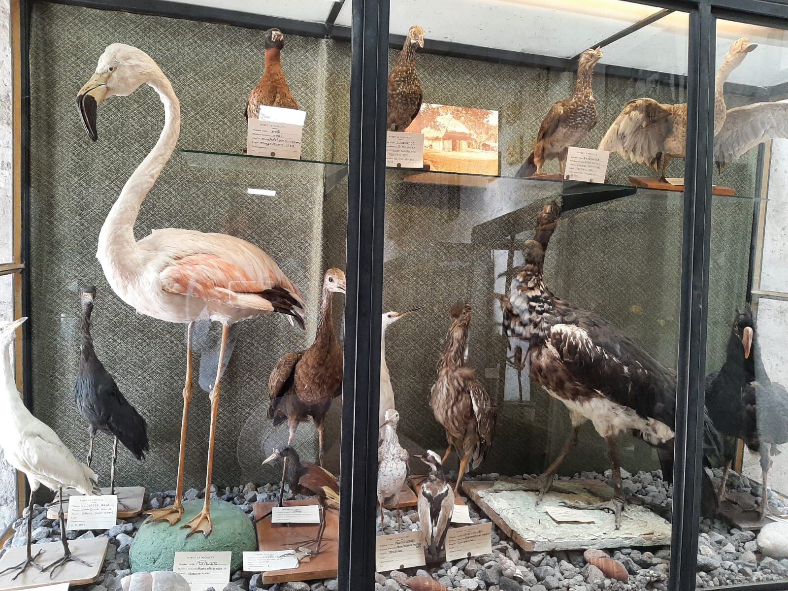 Animales disecados en museo. (Foto: GEC)