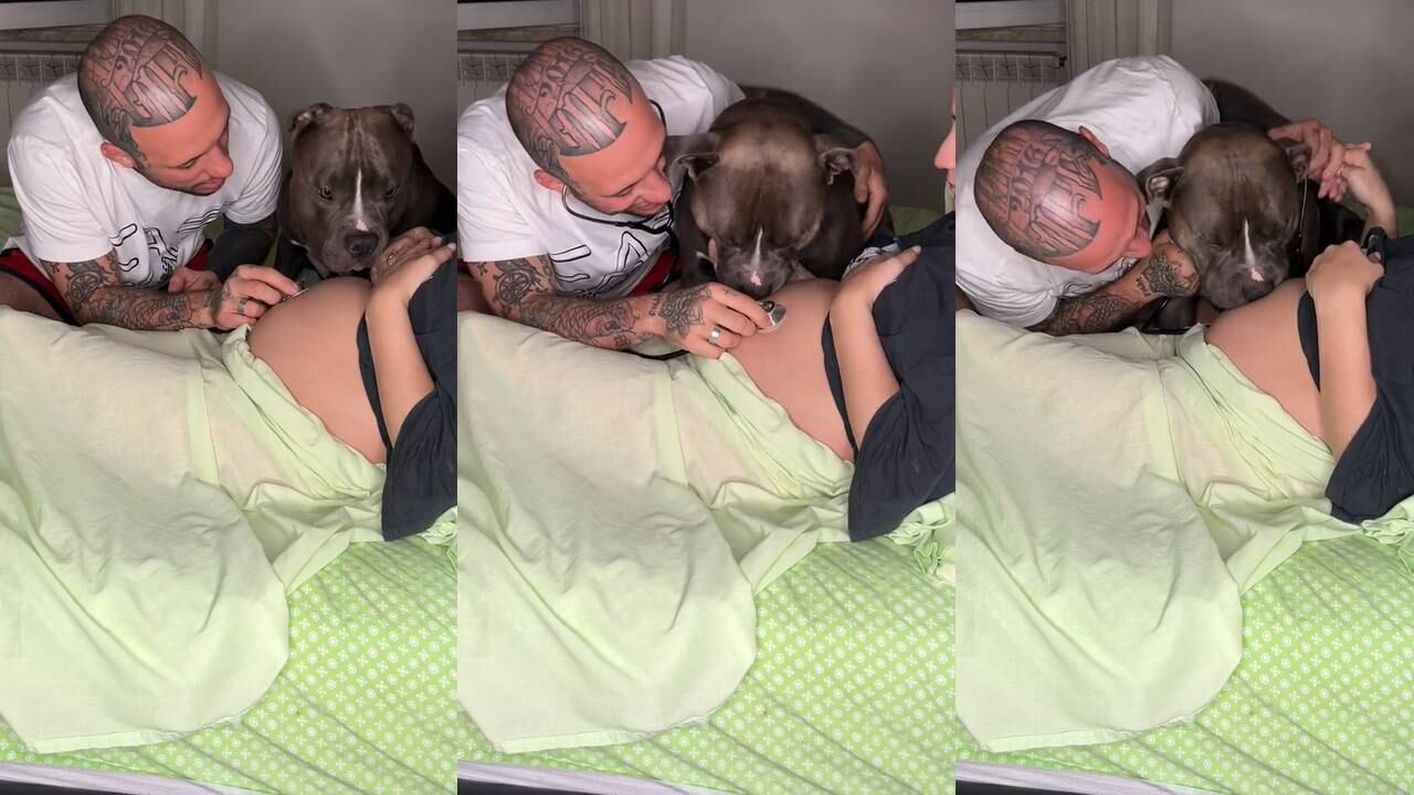Perrito se emocionó al escuchar los latidos del hijo que esperan sus dueños. (Foto: composición EC)