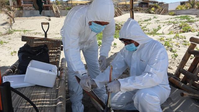 Influenza aviar H5N1 en aves silvestres: Senasa declara alerta sanitaria por 180 días a nivel nacional