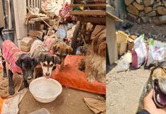 “Navidad sin Hambre para los Vaguitos”, una campaña solidaria para ayudar a los animales necesitados