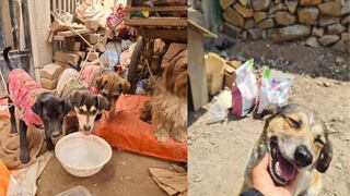 “Navidad sin Hambre para los Vaguitos”, una campaña solidaria para ayudar a los animales necesitados