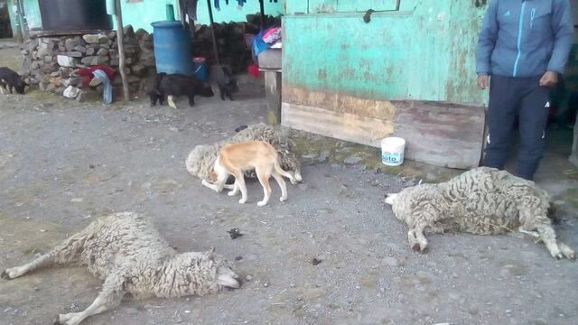 ​Pasco: ovinos mueren por intensa helada en una de las regiones más frías del país  