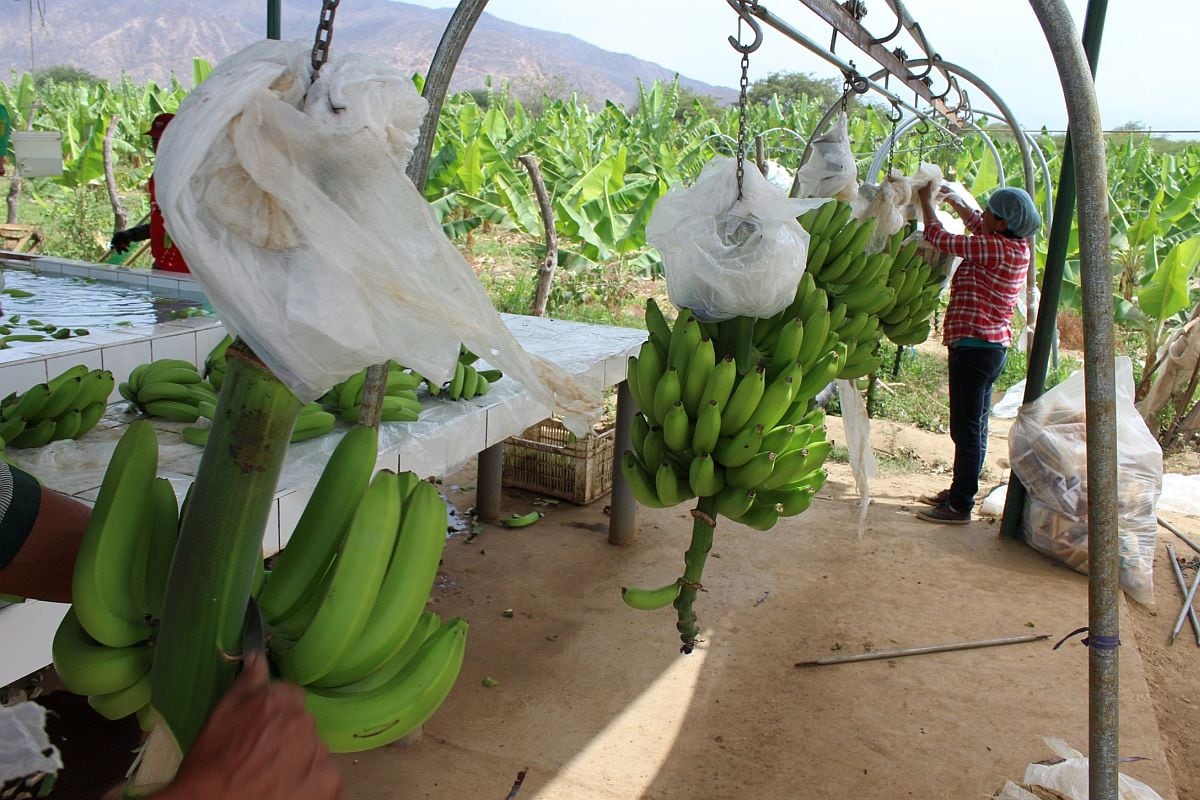 Hongo amenaza cultivos de bananos y plátano en Perú, Colombia y Ecuador. (Foto: GEC)