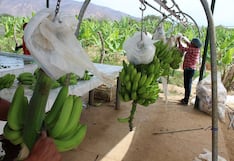 Renuevan alianza entre CAN y Alemania para combatir hongo que amenaza cultivos de banano