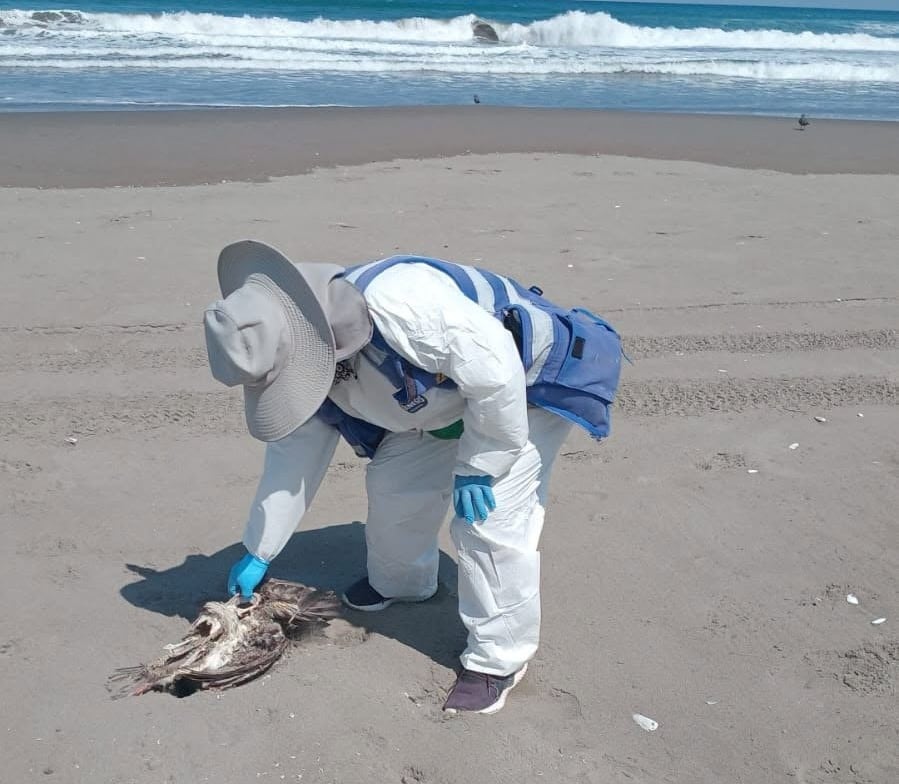 Retiran aves y lobos marinos muertos de la playa La Punta en Camaná (Municipalidad Samuel Pastor)