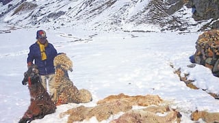 Reportan la muerte de 133 animales durante últimas heladas en Vinchos