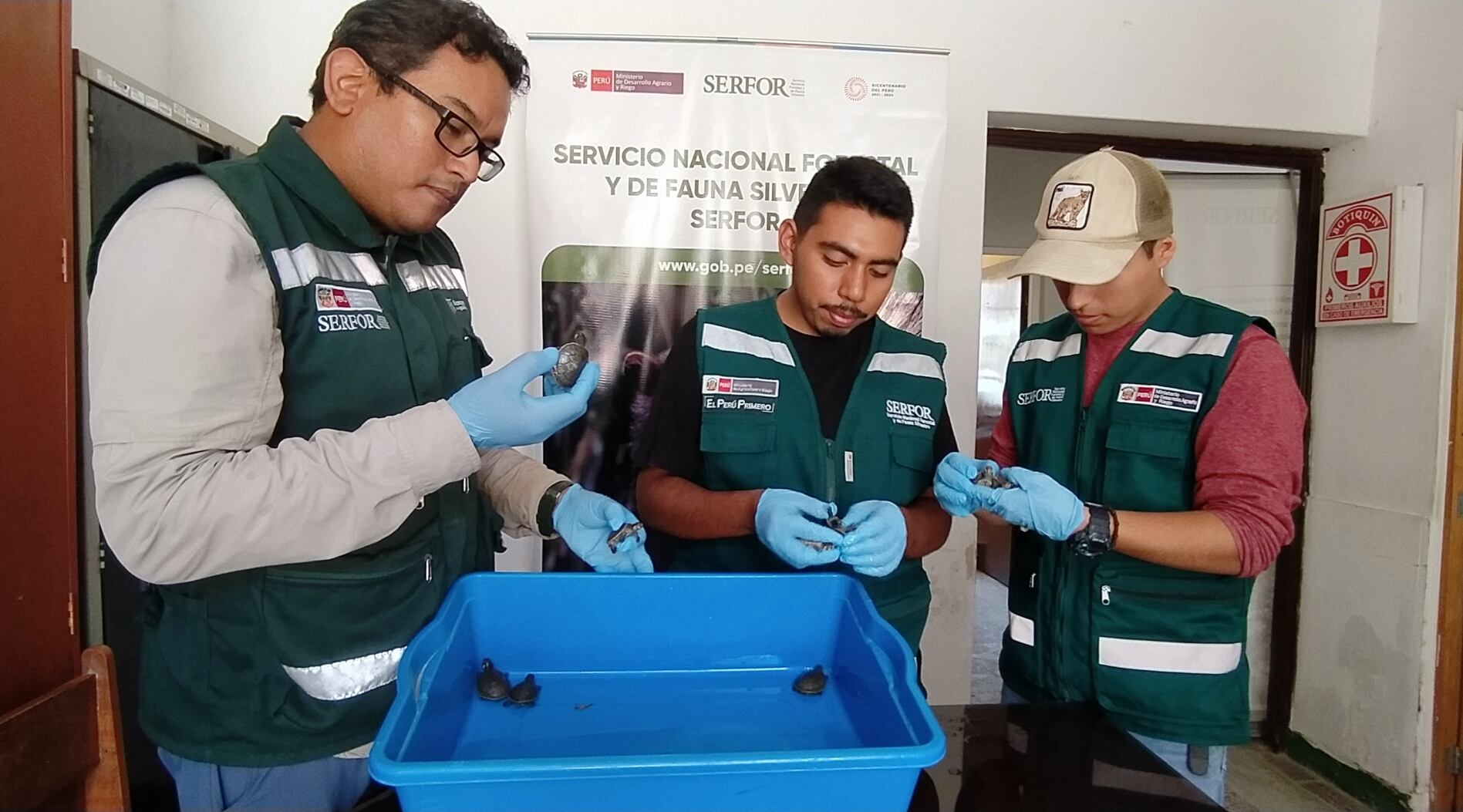 SERFOR) y la Policía decomisaron 30 ejemplares vivos de tortugas taricayas en el mercado de Piura.