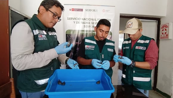 SERFOR) y la Policía decomisaron 30 ejemplares vivos de tortugas taricayas en el mercado de Piura.