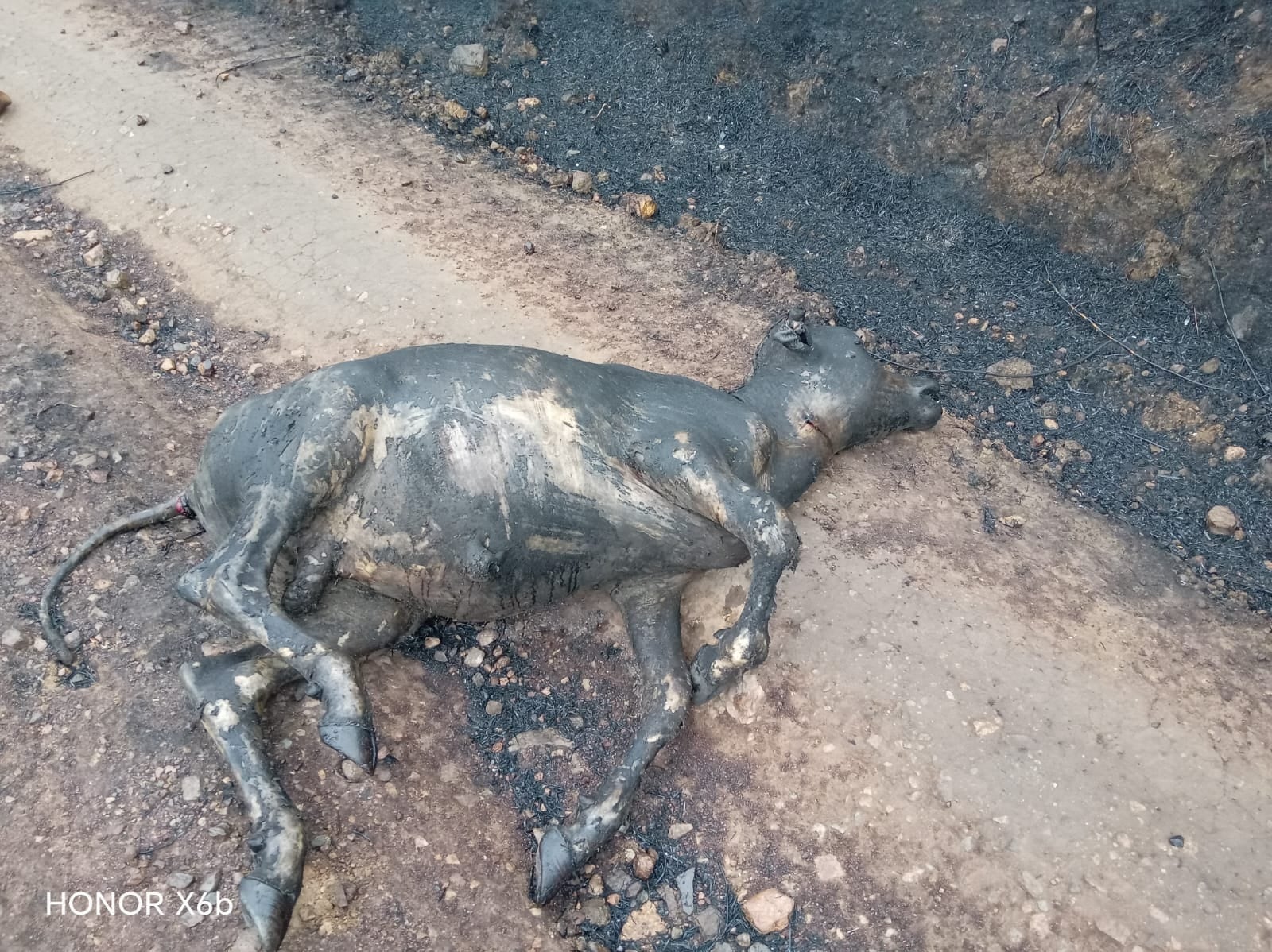 Huancayo: Fuego destruye cultivos y mata vacas y cerdos en Santo Domingo de Acobamba