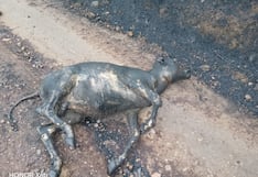 Huancayo: Fuego destruye cultivos y mata vacas y cerdos en Santo Domingo de Acobamba
