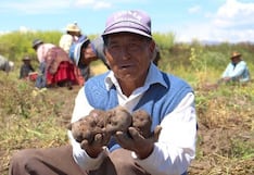 Producción de papa creció en el mes de junio en La Libertad