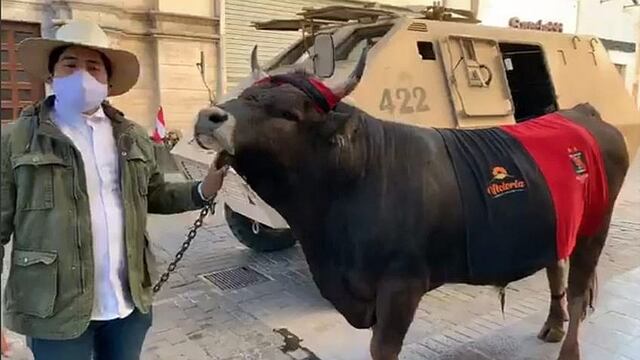 Arequipeño pasea a su toro “Picarón” por inicio de fiestas de aniversario de Arequipa