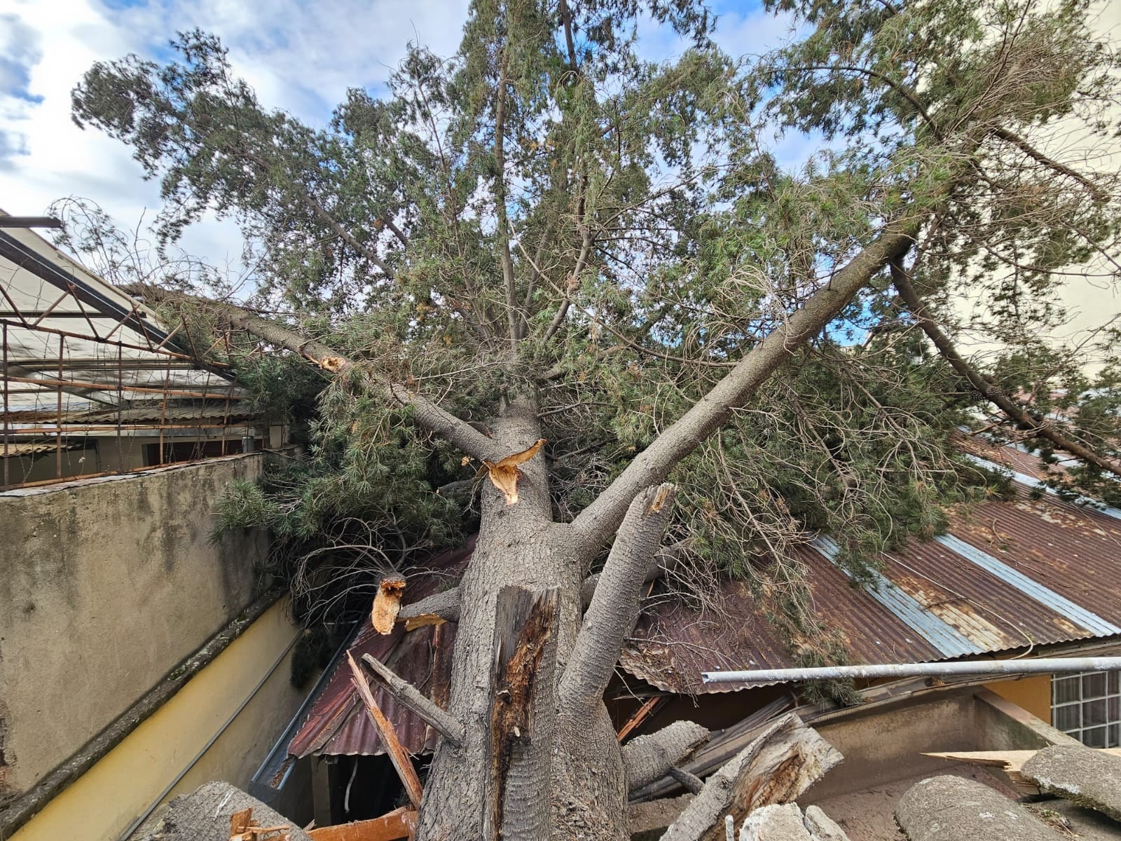 Ventarrón tumba árbol y anciana salva de morir aplastada en el centro de Huancayo