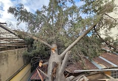 Ventarrón tumba árbol y anciana salva de morir aplastada en el centro de Huancayo