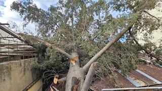 Ventarrón tumba árbol y anciana salva de morir aplastada en el centro de Huancayo
