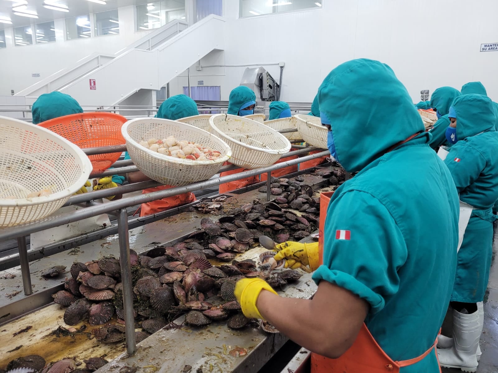 Impulsan producción de conchas de abanico en Sechura