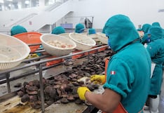 Piura impulsa laboratorio de producción de semillas para asegurar la concha de abanico