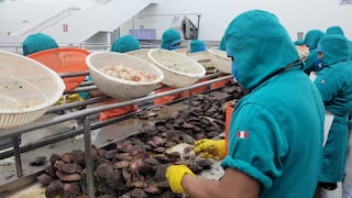 Piura impulsa laboratorio de producción de semillas para asegurar la concha de abanico