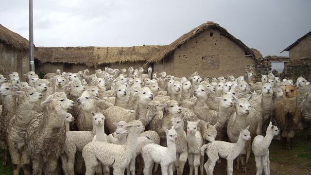 Con chalecos térmicos protegerán del frío a miles de alpacas bebés en Huancavelica