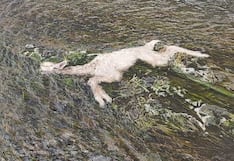 Lluvia y frío matan a unas 350 crías de alpacas en la sierra de Tacna