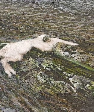 Temporal está matando a crías de alpacas en las comunidades de Alto Perú y Ancomarca. (Foto: Difusión)