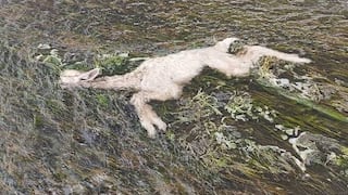Lluvia y frío matan a unas 350 crías de alpacas en la sierra de Tacna