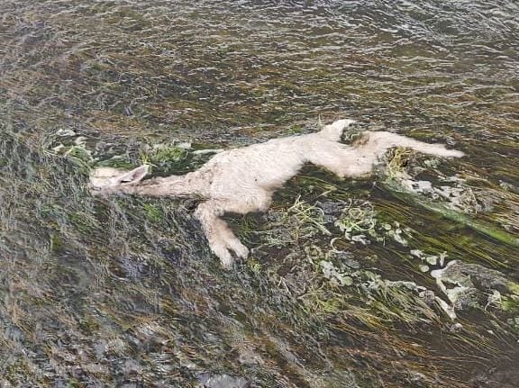 Temporal está matando a crías de alpacas en las comunidades de Alto Perú y Ancomarca. (Foto: Difusión)