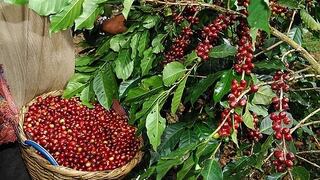 La producción de café creció 17.5% a nivel nacional