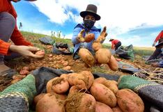 Piura: Senasa toma medidas para contener y evitar dispersión de plaga de la papa