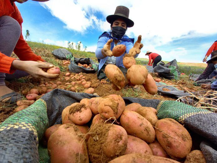Senasa dispone medidas para contener y evitar dispersión de plaga de la papa