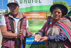 Productores de papa nativa pueden perder 2 millones de soles por falta de mercado