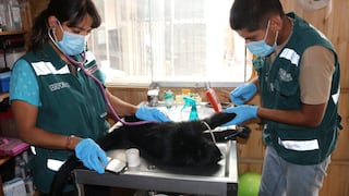 Arequipa: Serfor recuperó nueve monos en cautiverio en lo que va del año