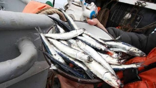 Primera temporada de pesca de anchoveta comenzará desde este 5 de enero de 2022