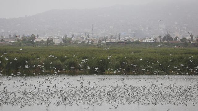 Clubes zonales, Parque de la Reserva, Pantanos de Villa se mantendrán abiertos durante cuarentena 