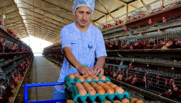 Empezaron con una producción diaria de 10 mil huevos. Actualmente, alcanzan los 40 mil y buscan superarse.