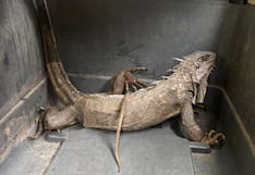 Chanchamayo: Serfor rescata y libera iguana verde hallada dentro de una vivienda (video)