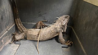 Chanchamayo: Serfor rescata y libera iguana verde hallada dentro de una vivienda (video)