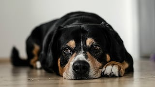 Facebook: imagen de un perro llorando entristece a las redes 