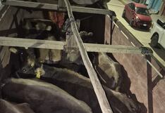 Intervienen a tres por trasladar ganado sin la documentación respectiva