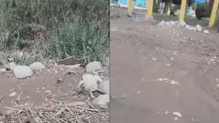 40 corderos y vacas son salvadas de ser arrasadas por río camino a Mirave (VIDEO)