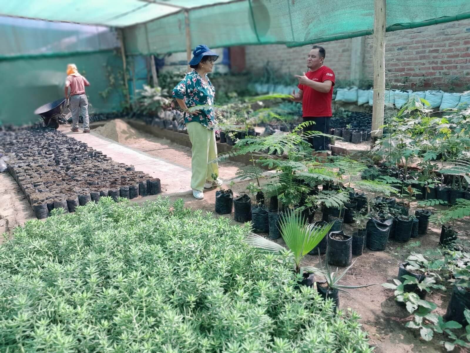 Es un trabajo entre el Gobierno Regional de La Libertad y las autoridades ediles de la referida comuna. Son plantas de huarangillo, algarrobo y la tara.